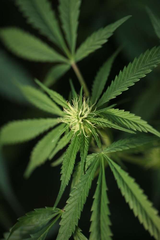 blooming medical cannabis plant