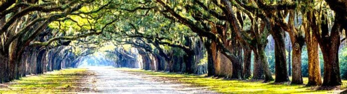 Trees-Avenue_1000x273